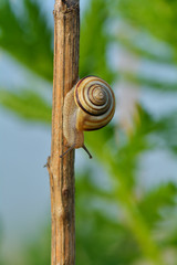 snail in the garden on the branch