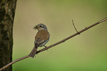 Red-backed shrike (Lanius Collurio)