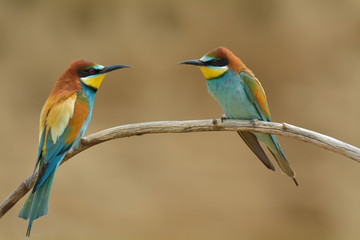 European bee-eater (Merops Apiaster) outdoor