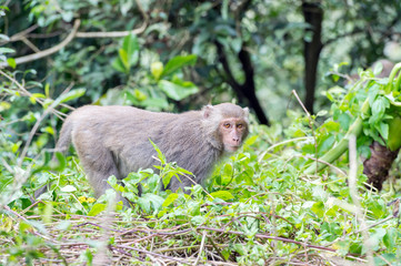 Formosan macaques Looks into the distance(taiwan monkey)
