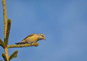Crossbill in natural habitat - Loxia curvirostra