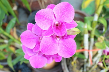 Thai orchid flower in garden
