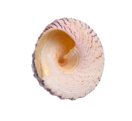 Seashells on white