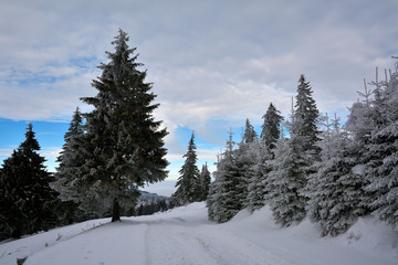 Fototapeta na wymiar winter landscape in Romania