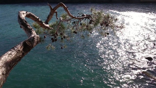 pine branch over blue sea to Paraggi bay