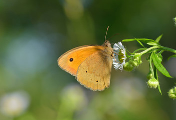 butterfly in natural habitat (Coenonympha pamphilus)