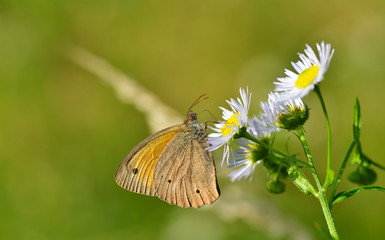 butterfly in natural habitat (Coenonympha pamphilus)