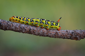 Swallowtail butterfly caterpillar