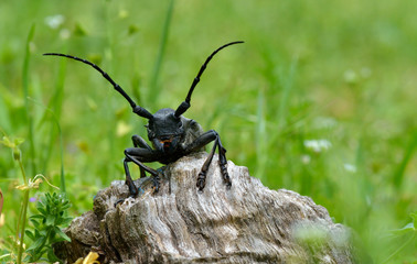 An adult of Morimus funereus, longhorn beetles, photographed when staying on a branch