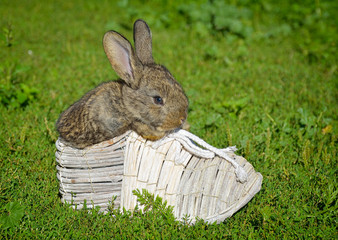 Rabbits sitting on field