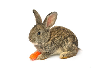 Rabbits sitting on white background