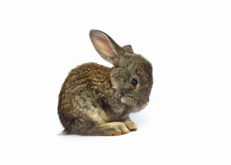 Rabbits sitting on white background