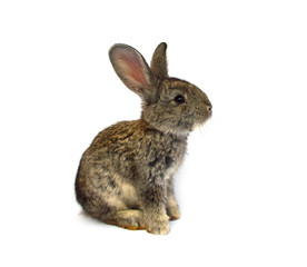 Rabbits sitting on white background