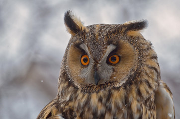 Long-eared Owl (Asio Otus)