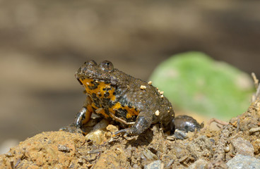 Yellow-Bellied Toad, Bombina variegata