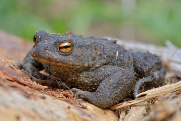 Agile Frog (Rana dalmatina)