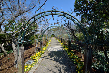 花のトンネル