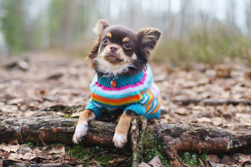 Young Chihuahua dog in a knitted sweater lying down on a tree roots at springtime