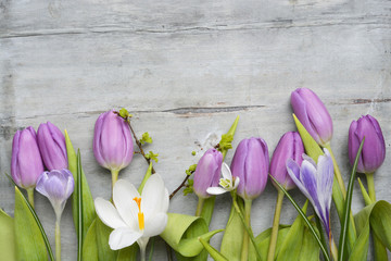 Old grey wooden background with purple white tulips,snowdrop and crocus border in a row and empty copy space, spring summer decoration
