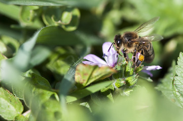 Abeille qui butine
