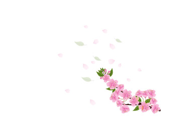 Plakat Sakura flowers background. cherry blossom isolated white backgro