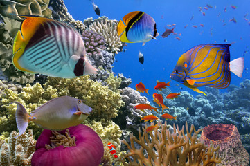 Fototapeta premium Podwodna scena, przedstawiająca różne kolorowe ryby pływające