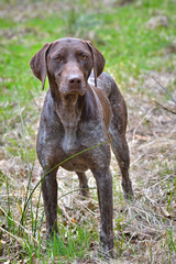 German shorthaired pointer - Hunter dog