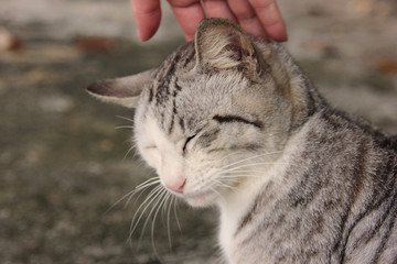 撫でられるのらねこ