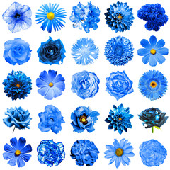 Mix collage of natural and surreal blue flowers 25 in 1: peony, dahlia, primula, aster, daisy,...