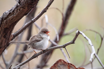 Prachtstaffelschwanz (Malurus cyaneus)