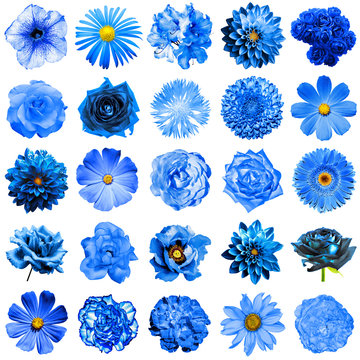 Mix collage of natural and surreal blue flowers 25 in 1: peony, dahlia, primula, aster, daisy, rose, gerbera, clove, chrysanthemum, cornflower, flax, pelargonium isolated on white
