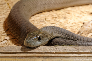Snake in the terrarium - Black mamba