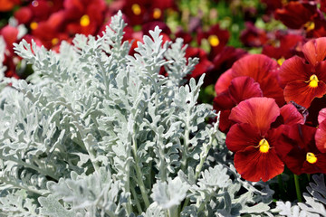 パンジーとシロタエギク