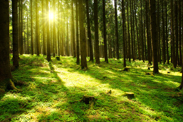 Sonnenlicht im grünen Wald.