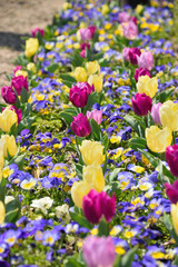 チューリップとパンジー