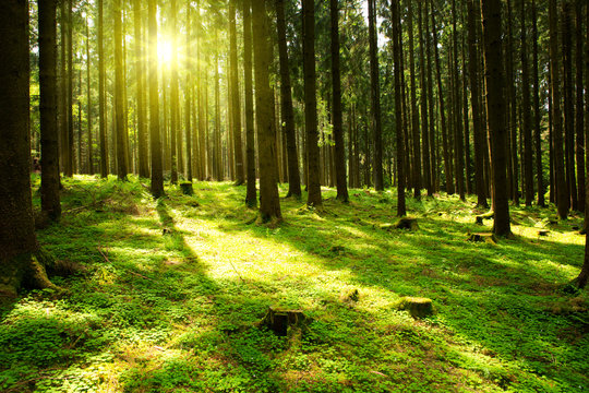 Fototapeta Sunlight in the green forest.