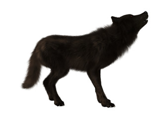 Black Wolf on White