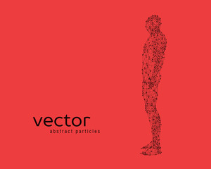 Vector illustration of human body