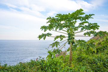 Papaya Tree in Brazil