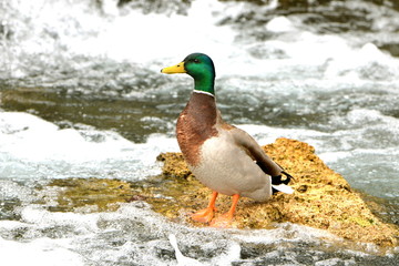 Canard colvert sur un rocher, dans une rivière