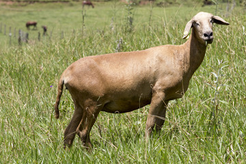 Sheep in the pasture