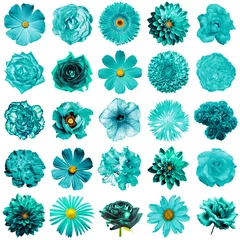 Fotobehang Mix collage of natural and surreal turquoise flowers 25 in 1: peony, dahlia, primula, aster, daisy, rose, gerbera, clove, chrysanthemum, cornflower, flax, pelargonium isolated on white © boxerx