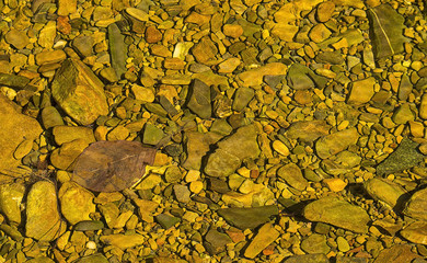 Rocky bottom of the forest stream in the sun
