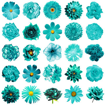 Fototapeta Mix collage of natural and surreal turquoise flowers 25 in 1: peony, dahlia, primula, aster, daisy, rose, gerbera, clove, chrysanthemum, cornflower, flax, pelargonium isolated on white