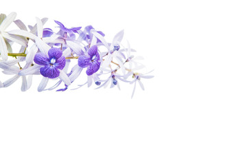  Purple vine flower, Sandpaper Vine or Purple Wreath isolated on