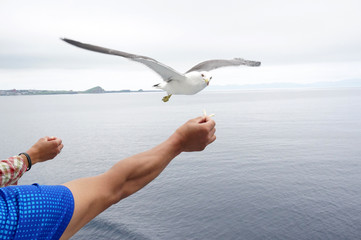 Naklejka premium カモメに餌やり