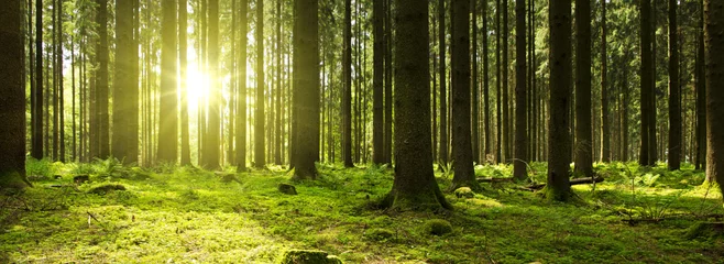 Vlies Fototapete Wälder Sonnenlicht im grünen Wald.
