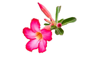 Closeup of Pink Bigononia or Desert Rose (tropical flower) Color isolated on white background