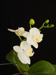 Fototapeta na wymiar orchids flower phalanopsis 