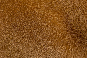 Short-haired red cat fur structure